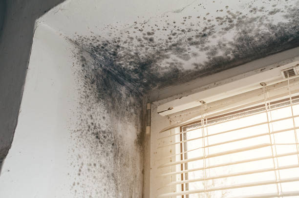 Affordable Crawl Space Mold Remediation solutions in Burlington, NC